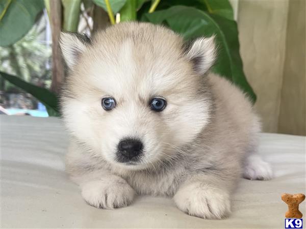 Puppy Pomsky Picture 3